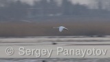 Video of Mute Swan - Mute Swan in the winter lake